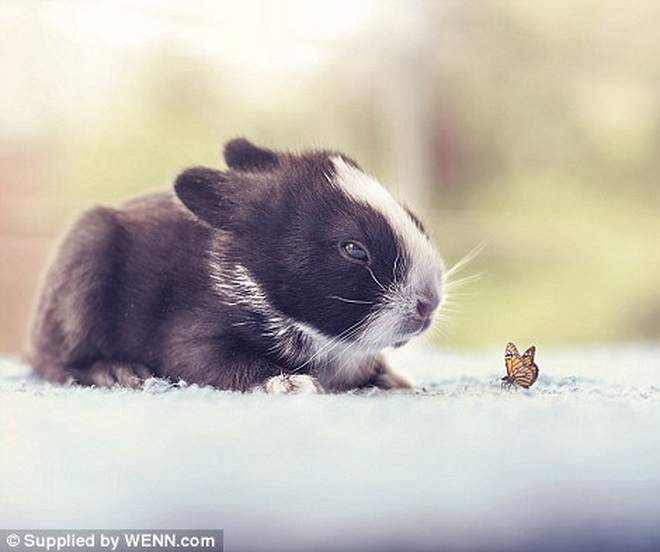 Arefin cho hay, những hình ảnh về các chú thỏ con nhận được rất nhiều sự quan tâm trên Internet.